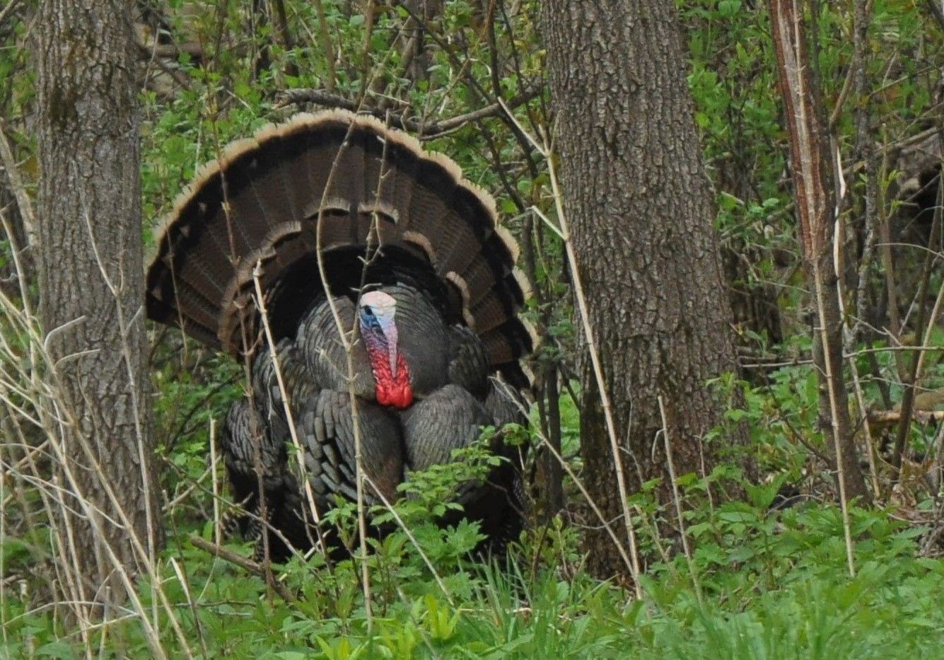 Turkey hunt